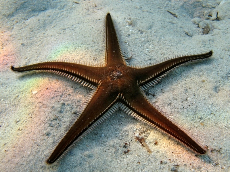 Astropecten bispinosus (Otto, 1823)